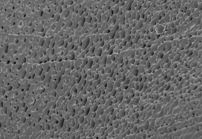 SEM image of StemGel 2